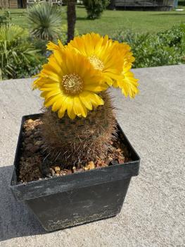 Parodia mutabilis